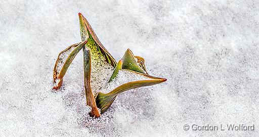 Snowy Tulip Sprout_P1040389-91.jpg - Photographed at Smiths Falls, Ontario, Canada.
